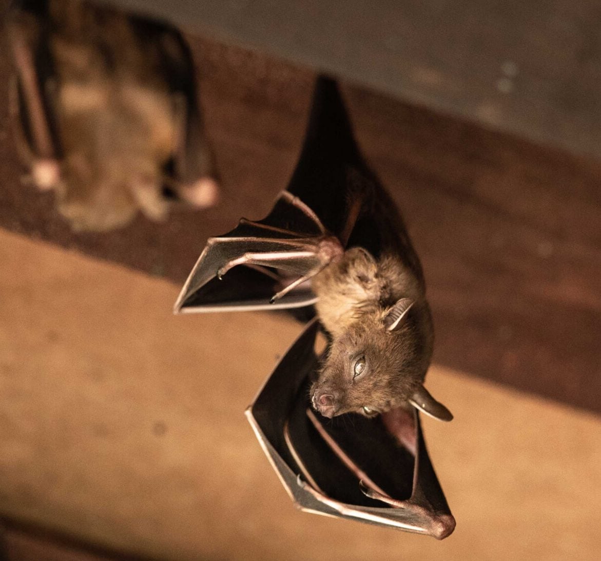 Wildlife-Bats in Wichita